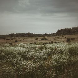 Scenic view of field against sky