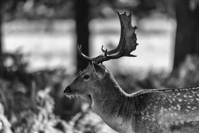 Close-up of deer