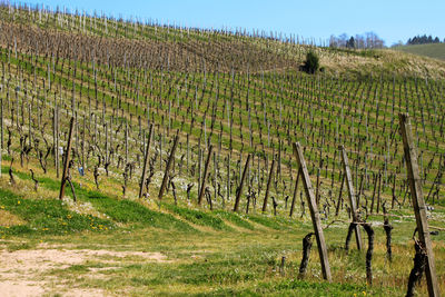 Scenic view of vineyard against clear sky