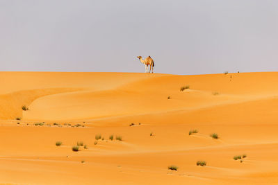 Middle eastern camel standing on top of the dune in a desert in united arab emirates
