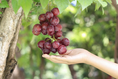Close-hand holding grapes on the tree.