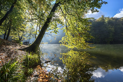 Trees growing by water against sky