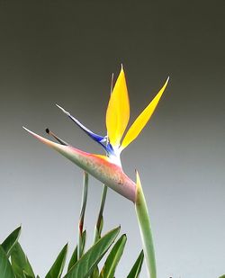 Low angle view of yellow flowering plant against sky