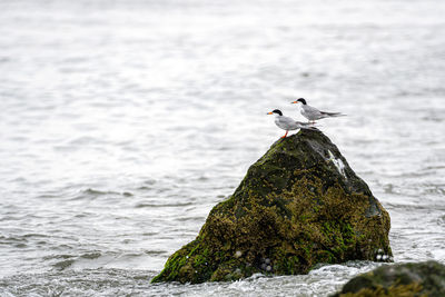 Bird perching on rock by sea