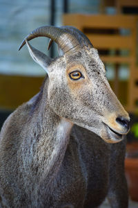 Close-up of deer in zoo