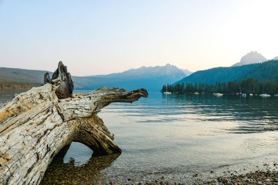 Driftwood on lake against clear sky