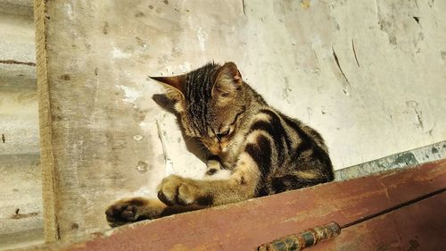 Close-up of a cat looking away