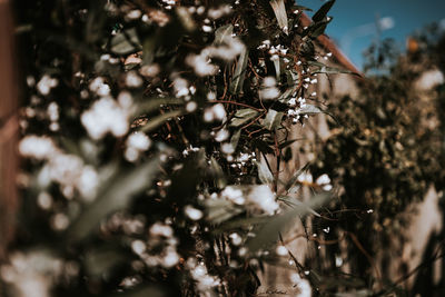 Close-up of plants against blurred background