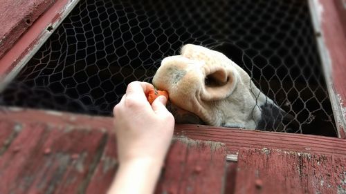 Close-up of hand feeding cat in cage