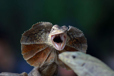 A frilled dragon or the frilled lizard issued his crown when threatened in batam, indonesia. 