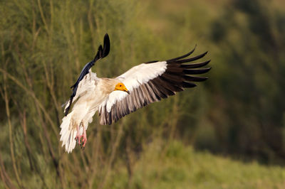 Bird flying over a field