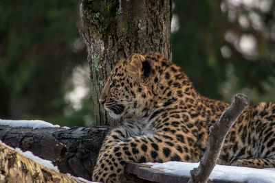 Cat resting on tree trunk