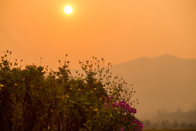 Scenic view of flowering plants against orange sky