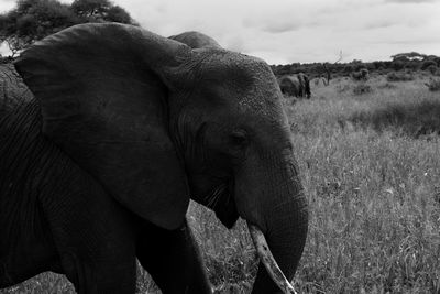 Close-up of elephant on field