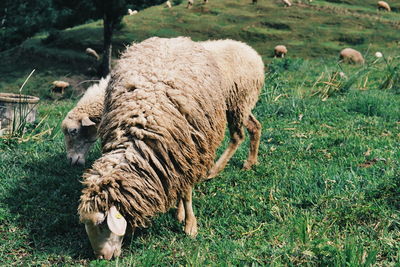 Sheep grazing on field