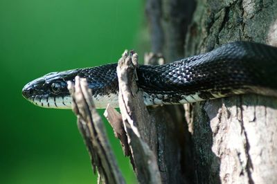 Close-up of lizard on tree