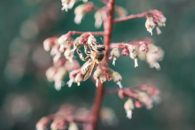 Close-up of bee pollinating flower