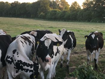 View of cows on field