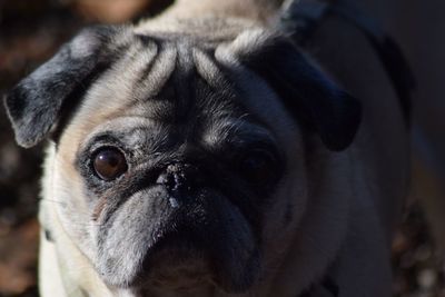 Close-up portrait of pug