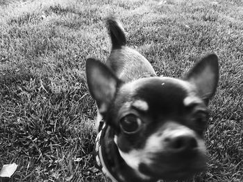 Dog relaxing on grassy field