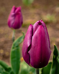 Close-up of pink tulip