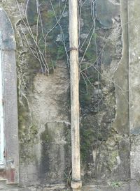 Ivy growing on tree trunk