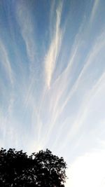 Low angle view of tree against blue sky