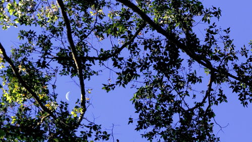 Low angle view of trees against blue sky