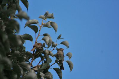 Low angle view of flowers against clear blue sky