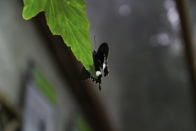 Close-up of leaves against blurred background