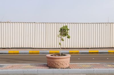 Potted plants on sidewalk by street against wall