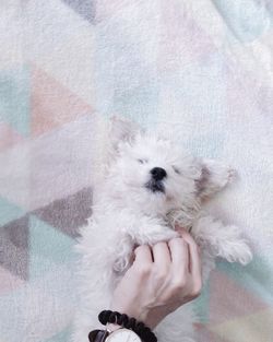 Cropped image of person touching puppy on bed