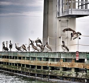 Seagulls perching on railing by sea against sky