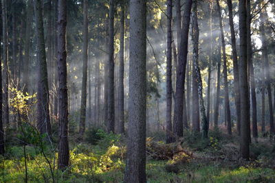 Pine trees in forest