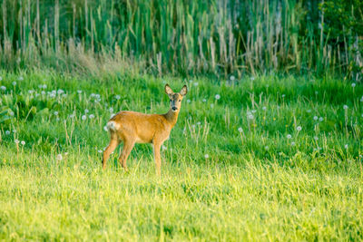 Side view of deer standing on field