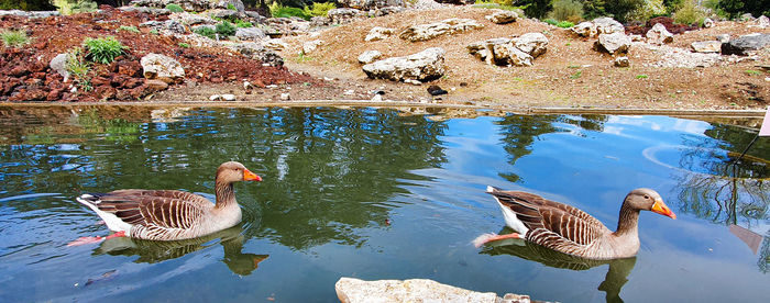 High angle view of ducks swimming on lake