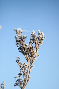 Low angle view of white flowering plant against blue sky