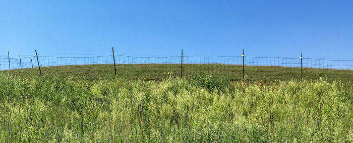 Scenic view of field against clear blue sky