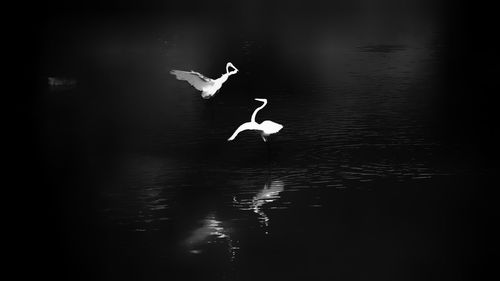 Swan flying over lake