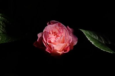 Close-up of pink rose against black background