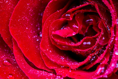 Full frame shot of wet red rose