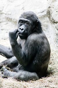 Portrait of lion sitting in zoo