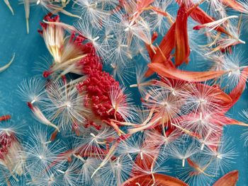 Full frame shot of flower petals