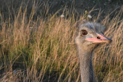 Close-up portrait of a young bird on land