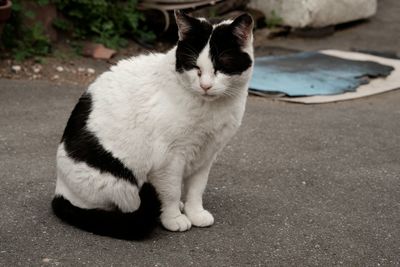 Cat looking up