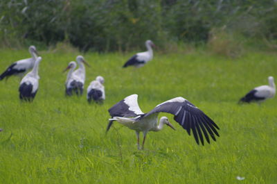 Gray heron flying over grass