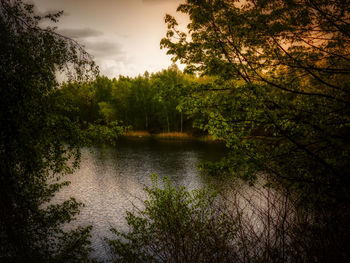 Scenic view of lake in forest against sky