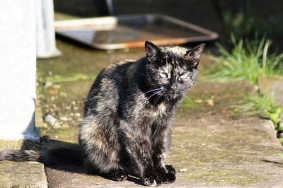 Cat sitting outdoors