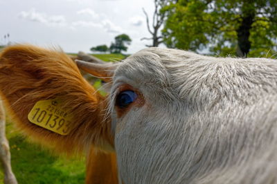 Close-up of cow with ear tag