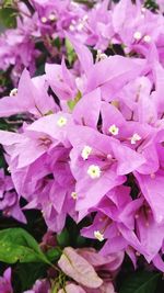 Close-up of flowers